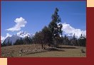 4101-06_Peru2000 