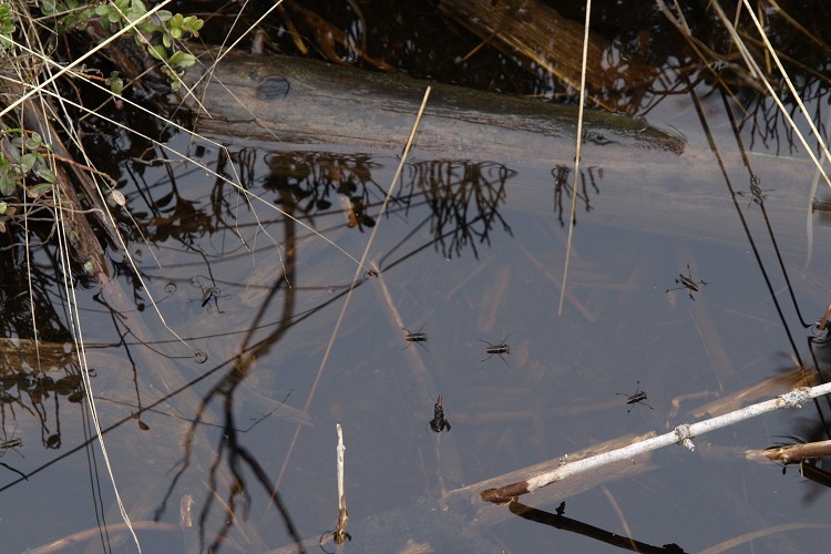 Sněžné Věžičky 2012